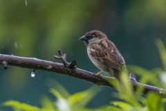 Moineau domestique ♂︎