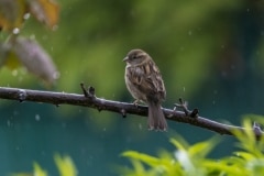 Moineau domestique ♀︎