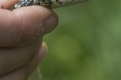 couleuvre verte et jaune