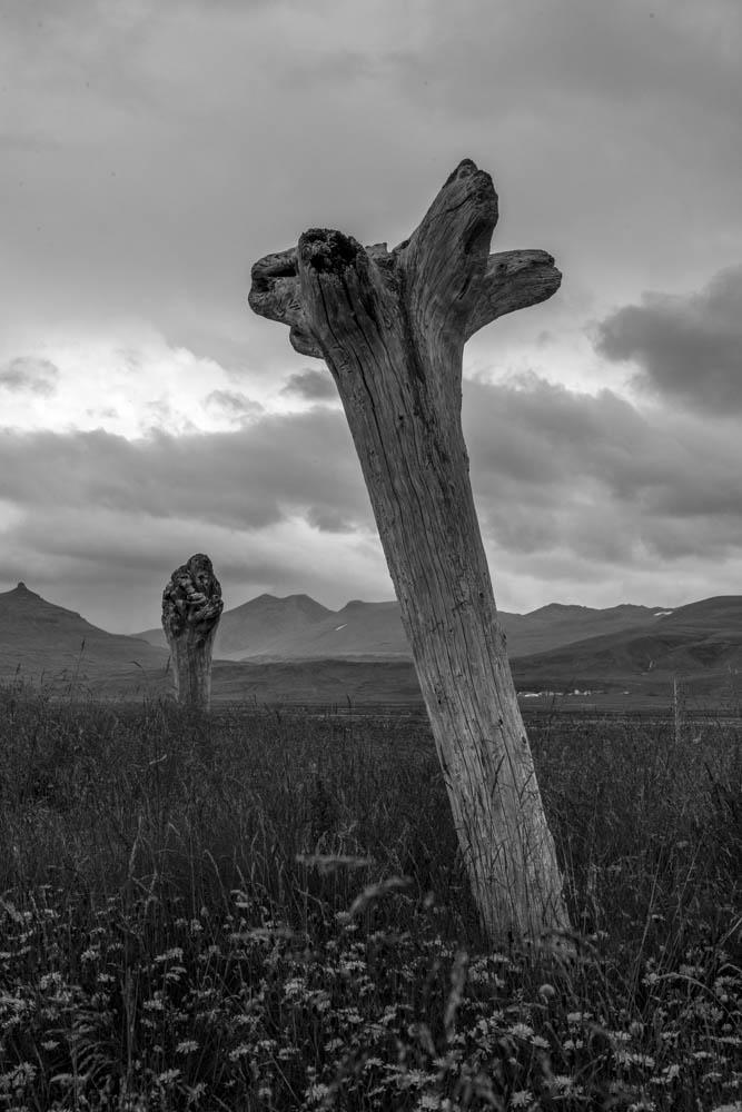 Bois d’Islande ALTIMARA